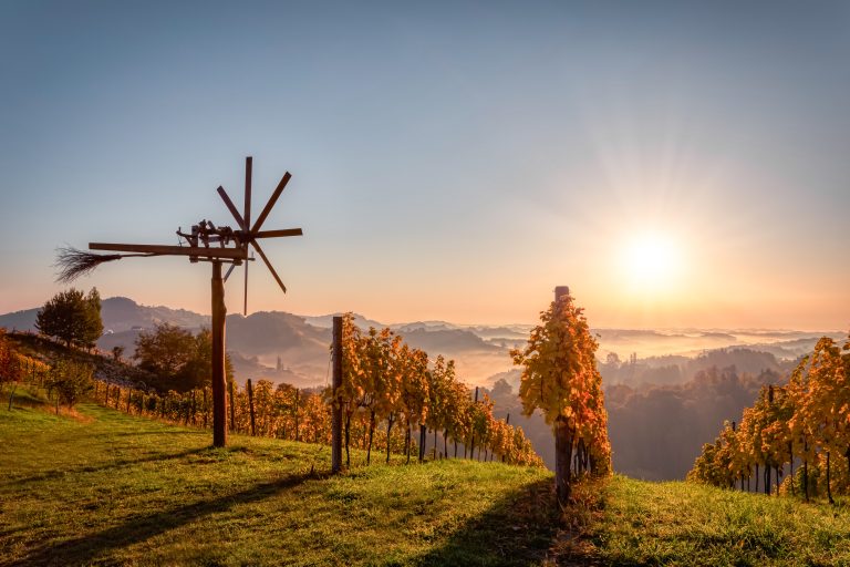 Autumn sunrise in a vineyard, Südsteiermark, Austria